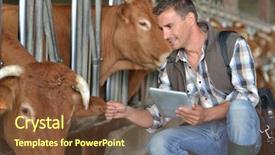  Presentation with barn - Audience pleasing theme consisting of food technology - breeder in cow barn using backdrop and a tawny brown colored foreground