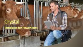  Presentation with barn - PPT theme with food technology - breeder in cow barn using background and a tawny brown colored foreground