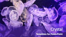  Presentation with jellyfish - PPT theme consisting of british business plan - protugal english communication language concept background and a light gray colored foreground
