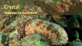  Presentation with sea cucumber - Colorful PPT theme enhanced with food under a sea cucumber backdrop and a tawny brown colored foreground
