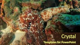  Presentation with sea cucumber - Audience pleasing slide deck consisting of food under a sea cucumber backdrop and a tawny brown colored foreground