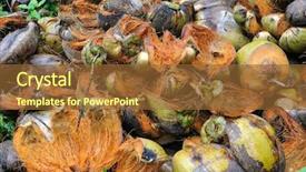  Presentation with coconut - Beautiful PPT theme featuring food waste disposal - disposed coconut husks backdrop and a tawny brown colored foreground