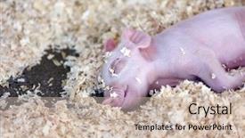  Presentation with pigs - Colorful presentation enhanced with foodborne - beautiful baby pigs backdrop and a soft green colored foreground