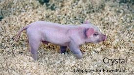  Presentation with pigs - Presentation design having foodborne - beautiful baby pigs background and a light gray colored foreground