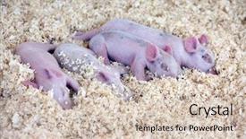  Presentation with pigs - Presentation featuring foodborne - beautiful baby pigs background and a lemonade colored foreground