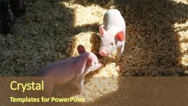  Presentation with pigs - Presentation theme enhanced with foodborne - beautiful baby pigs background and a tawny brown colored foreground