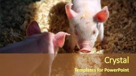  Presentation with pigs - Amazing presentation having foodborne - beautiful baby pigs backdrop and a tawny brown colored foreground