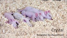  Presentation with pigs - Presentation theme consisting of foodborne - beautiful baby pigs background and a lemonade colored foreground