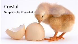  Presentation with chicken - Audience pleasing slide deck consisting of foodborne - chicken that finishes being born backdrop and a sky blue colored foreground