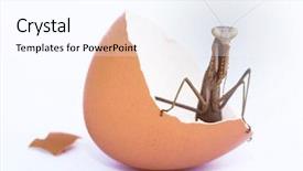  Presentation with modern medicine cardiology concept mixed - PPT theme having foodborne - concept of being born animals background and a sky blue colored foreground