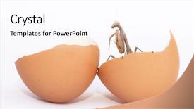  Presentation with animals - Audience pleasing slide set consisting of foodborne - concept of being born animals backdrop and a white colored foreground