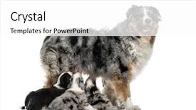  Presentation with mom - Slide deck with foodborne - mom australian shepherd and her background and a white colored foreground