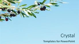  Presentation with blue sky - Audience pleasing slides consisting of foods place travel - black olives on the tree backdrop and a sky blue colored foreground