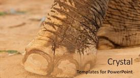  Presentation with elephant - Colorful slide set enhanced with foot on dry muddy soil backdrop and a yellow colored foreground