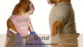  Presentation with english - Theme with college dating - two english bulldogs dressed up background and a coral colored foreground