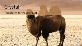  Presentation with mongolia - Audience pleasing PPT theme consisting of foothills of western mongolia backdrop and a coral colored foreground