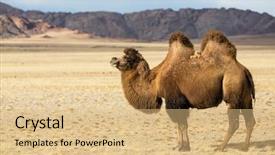  Presentation with mongolia - Audience pleasing PPT theme consisting of foothills of western mongolia backdrop and a coral colored foreground