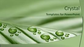  Presentation with footprint - Amazing theme having footprint water droplets on leaf backdrop and a seafoam green colored foreground