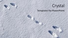  Presentation with footprints - Audience pleasing presentation theme consisting of footprints of a rabbit backdrop and a  colored foreground