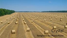 Presentation with forage - Colorful PPT theme enhanced with forage crops - big dry field after harvesting backdrop and a coral colored foreground