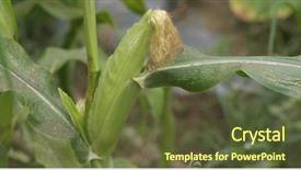  Presentation with agri corn field - Slide set consisting of forage crops - fresh corn field background and a tawny brown colored foreground