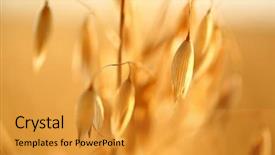  Presentation with oat - Beautiful PPT theme featuring forage crops - golden ears of oat backdrop and a gold colored foreground