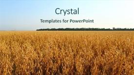  Presentation with oat - Slide deck having forage crops - golden ears of oat background and a cool aqua colored foreground