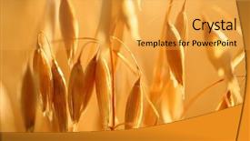  Presentation with forage - Presentation theme featuring forage crops - golden ears of oat background and a yellow colored foreground