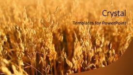  Presentation with forage - Audience pleasing PPT layouts consisting of walk with a puppy for the first snow cute puppy english springer spaniel chewing on branches bush on the fall nature backdrop and a light gray colored foreground