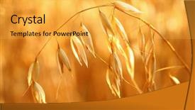  Presentation with forage - Slide deck enhanced with skateboarder listening to music background and a white colored foreground