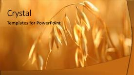  Presentation with oat - Beautiful theme featuring forage crops - golden ears of oat backdrop and a yellow colored foreground