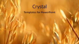  Presentation with forage - Audience pleasing slides consisting of forage crops - golden ears of oat backdrop and a gold colored foreground