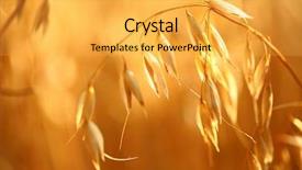  Presentation with forage - Presentation theme enhanced with woman use of mobile phone background and a gray colored foreground