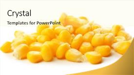  Presentation with grains - Beautiful slide deck featuring forage crops - grains of ripe corn isolated backdrop and a  colored foreground