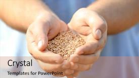  Presentation with grains - Audience pleasing slides consisting of forage crops - man holding handful of wheat backdrop and a coral colored foreground