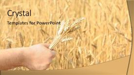  Presentation with summer wheat field blue - Amazing slides having forage crops - man holding wheat in field backdrop and a yellow colored foreground