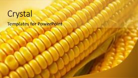 Presentation with corn - Slide deck with forage crops - ripe corn closeup background and a  colored foreground