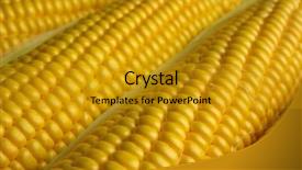  Presentation with corn - Theme having forage crops - ripe corn closeup background and a  colored foreground