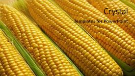  Presentation with organic farming corn seedling growing - Presentation theme consisting of forage crops - ripe corn closeup background and a gold colored foreground