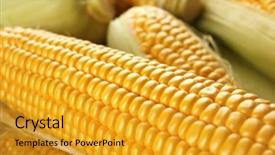  Presentation with corn - Amazing slide deck having forage crops - ripe corn closeup backdrop and a  colored foreground