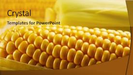  Presentation with corn - Cool new theme with forage crops - ripe corn closeup backdrop and a  colored foreground