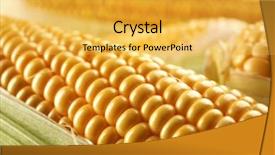  Presentation with corn - Slide set with forage crops - ripe corn closeup background and a yellow colored foreground