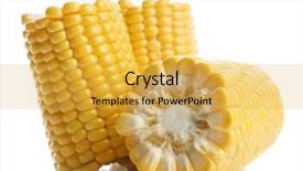  Presentation with corn - Slides having forage crops - ripe corn isolated on white background and a  colored foreground