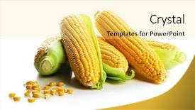  Presentation with ripe golden potato on white - Audience pleasing PPT layouts consisting of forage crops - ripe corn isolated on white backdrop and a  colored foreground