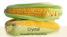  Presentation with corn - Theme with forage crops - ripe corn isolated on white background and a yellow colored foreground