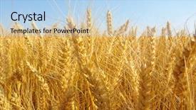  Presentation with sky blue and golden yellow - Amazing presentation design having forage crops - wheat and blue sky backdrop and a  colored foreground