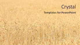  Presentation with wheat growing - Beautiful theme featuring forage crops - wheat growing in field backdrop and a blonde colored foreground