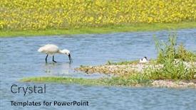  Presentation with dutch - Presentation theme enhanced with foraging-spoonbill-at-dutch-wadden background and a light blue colored foreground