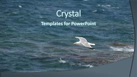  Presentation with seagull - Theme with forced migration - white seagull in flight background and a ocean colored foreground