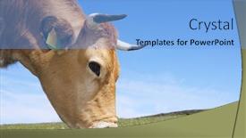  Presentation with grazing - Audience pleasing slides consisting of forefront-of-a-cow-grazing backdrop and a light blue colored foreground